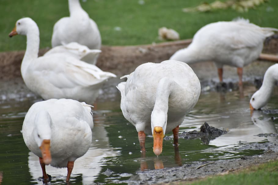 ducks, group, enjoying birds, animal themes, group of animals HD wallpaper