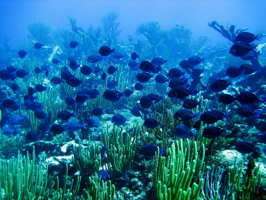 school of black fish in ocean, blue tang, underwater, marine, HD wallpaper