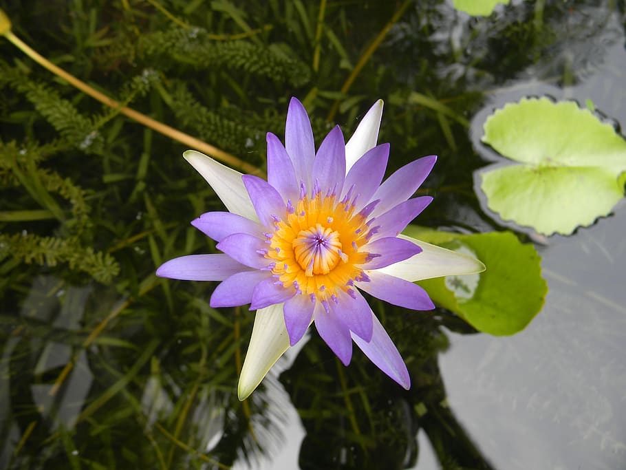water lily, flower, nymphaea, flowering plant, fragility, vulnerability HD wallpaper