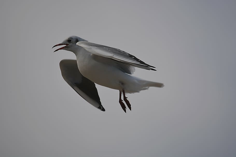 bird, seagull, nature, sky, bird flight, sea ​​bird, flying seagull HD wallpaper