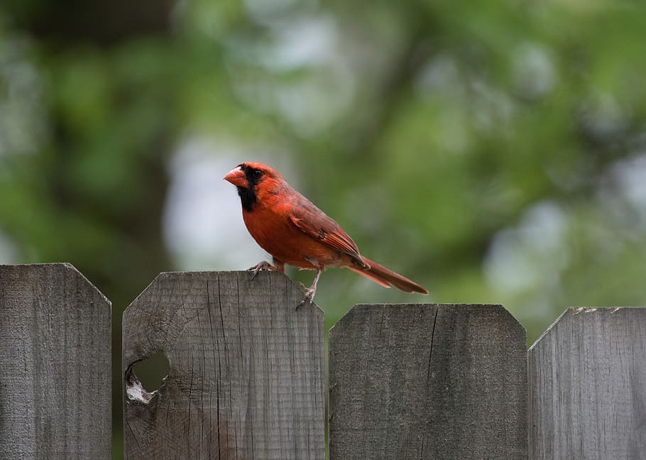 animals, birds, red, feathers, perched, fence, trees, still HD wallpaper