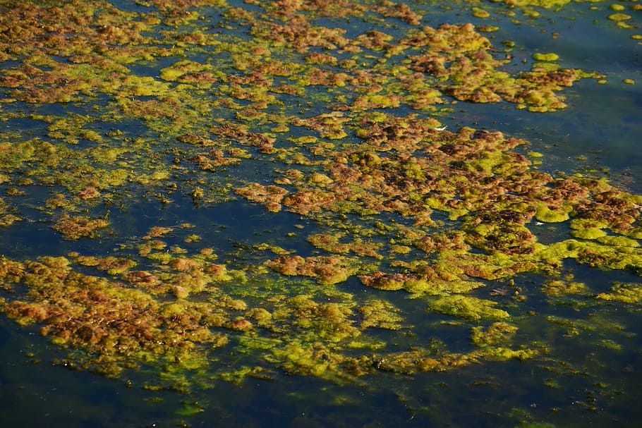 Seaweed, Algae, Infestation, Lake, Water, algae infestation