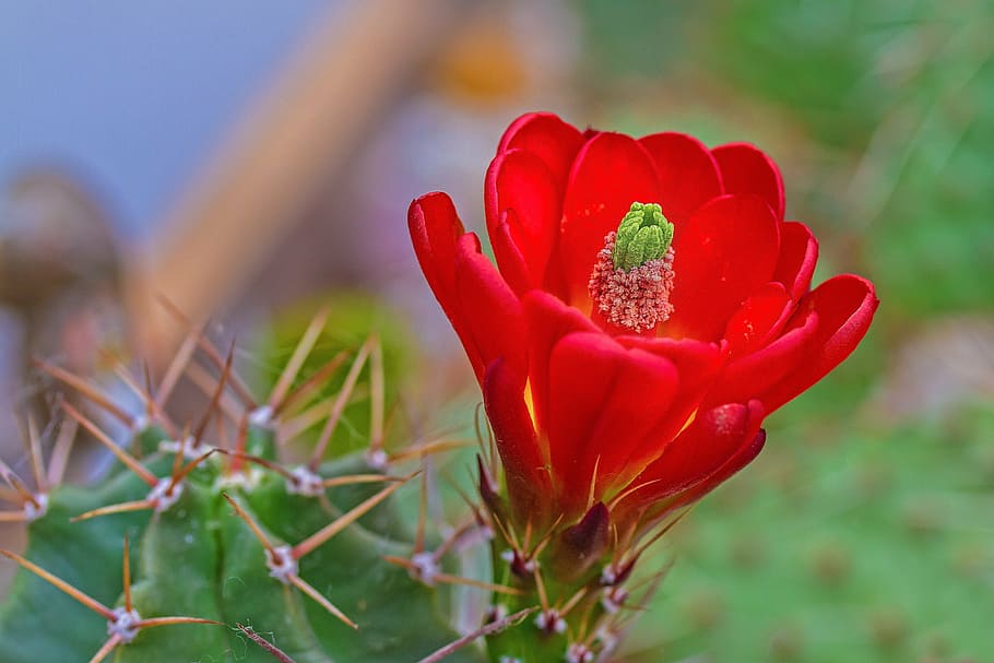 blossom, bloom, cactus, winterize, echninocereus-triglochidiatus HD wallpaper