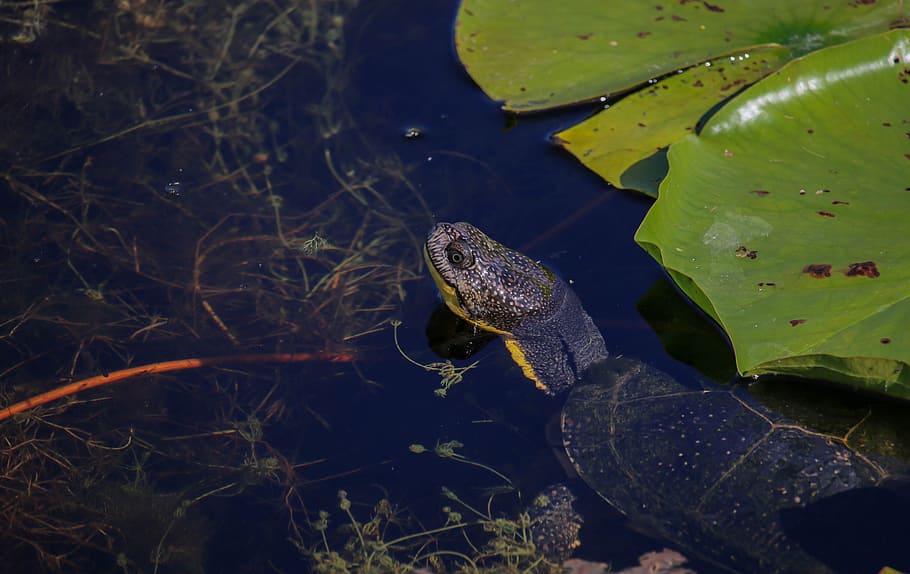 waters, nature, puddle, river, animal, turtle, yellow, belly HD wallpaper