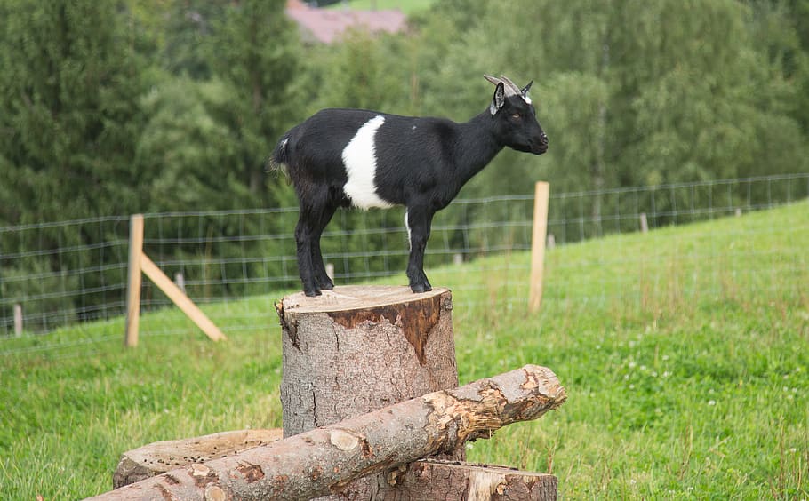 goat, outlook, overview, one animal, mammal, animal themes HD wallpaper