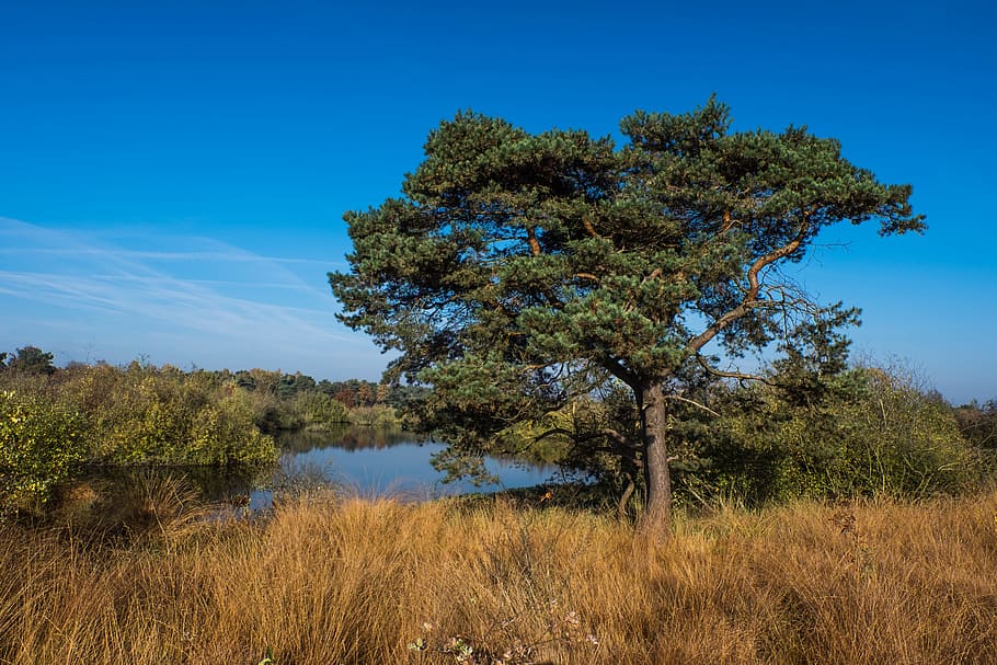 heide, tree, nature, hiking, heathland, landscape, nature reserve HD wallpaper