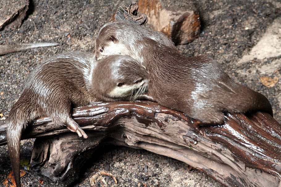 Otter, Short, Marten, Endangered, clawed, species, prey, animal wildlife HD wallpaper