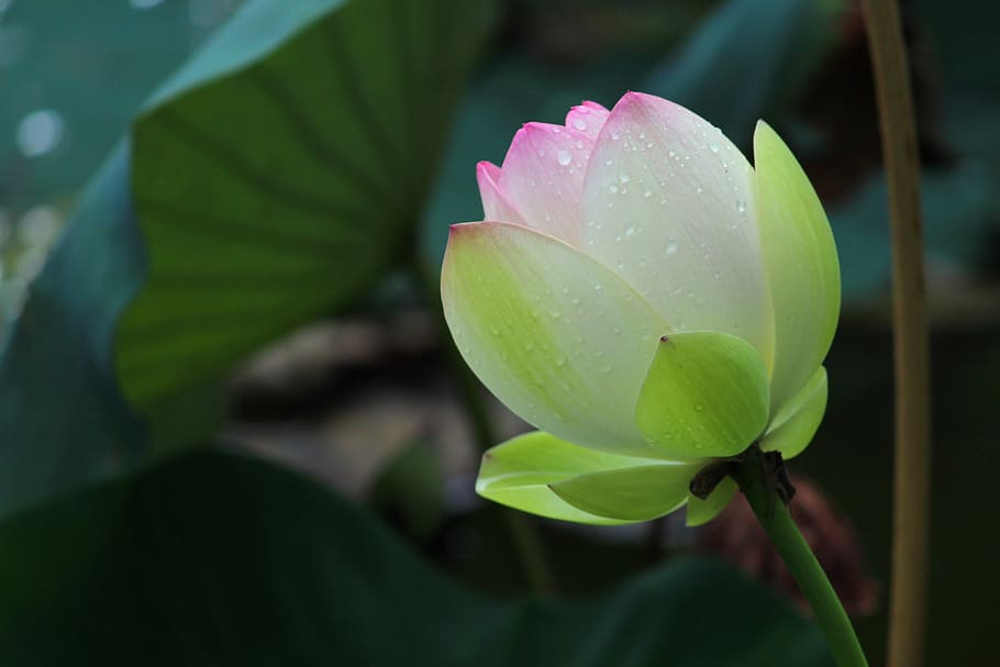 selective-focus photograph of white and green tulip, bloom HD wallpaper