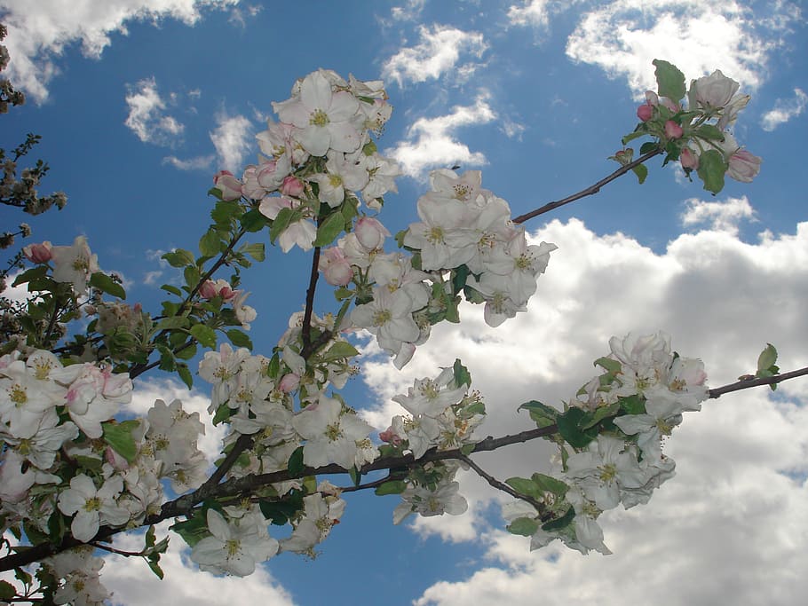 spring, flowers, sunshine, blue, sky, clouds, white, sunbeam HD wallpaper