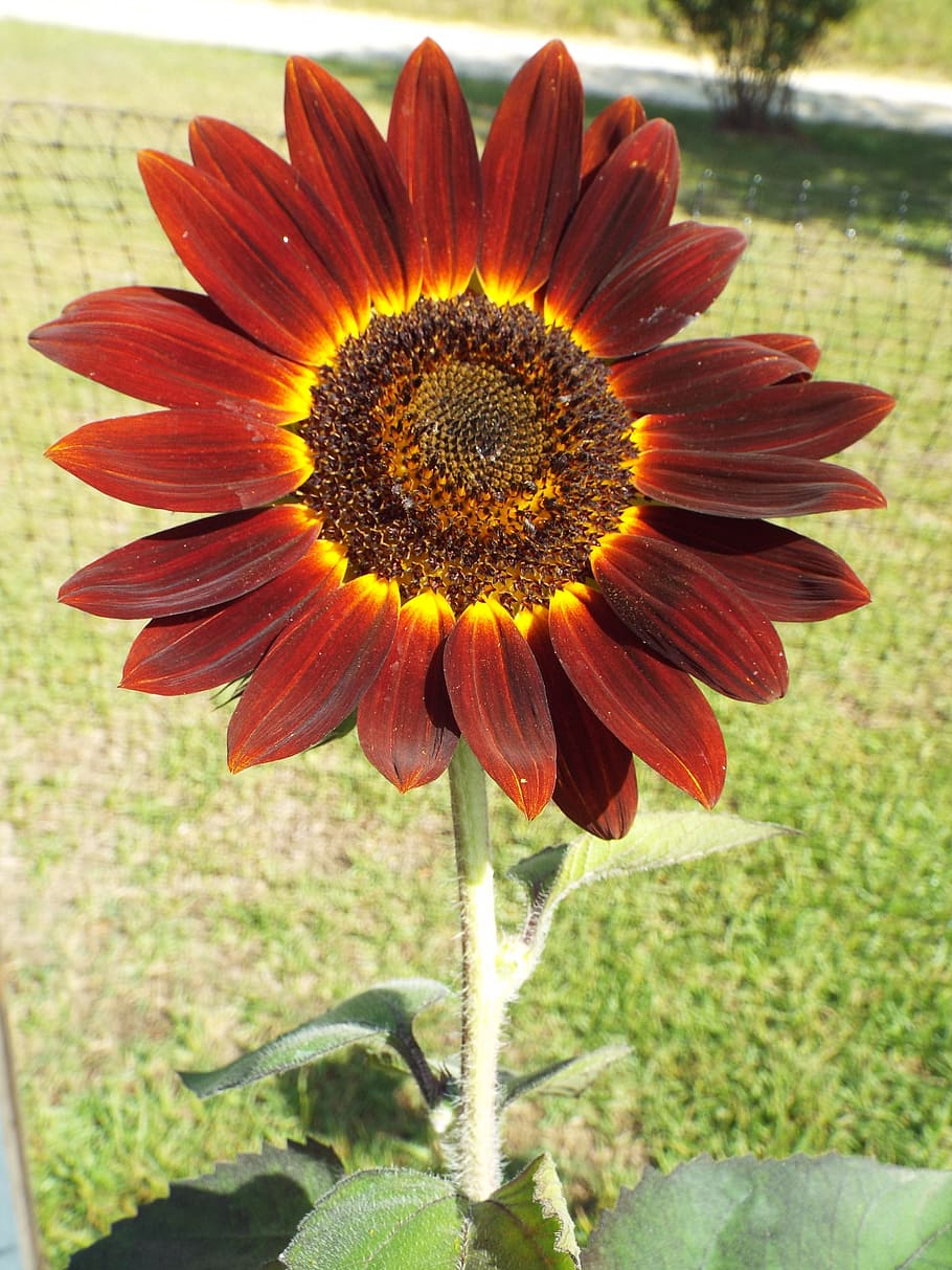 red, sunflower, red sunflower, spring, summer, plant, flowering plant HD wallpaper