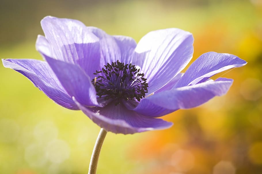 macro photography of purple flower, anemone, spring, blossom HD wallpaper