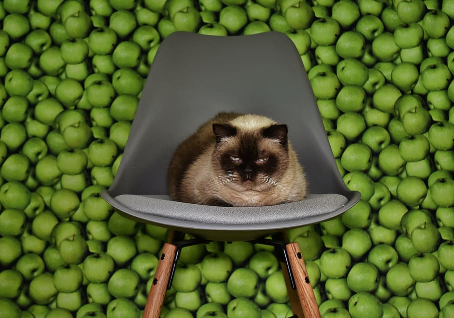 cat, chair, concerns, tired, background, apple, funny, cute HD wallpaper