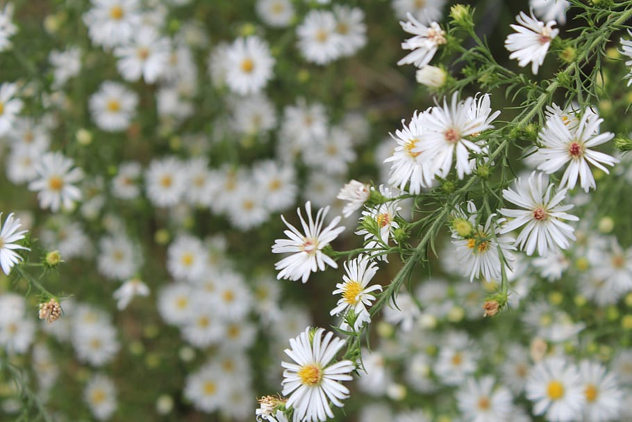 360x640px Free Download Hd Wallpaper Wild Aster Nature Wildflower White Bloom Plant Blossom Wallpaper Flare