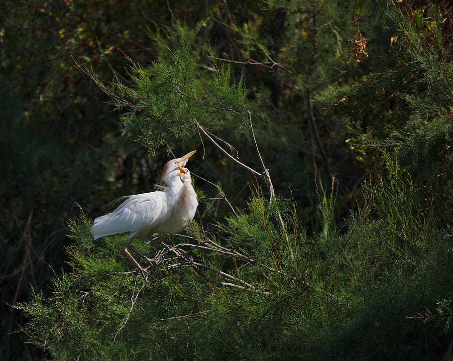 heron, guard beef, camargue, vertebrate, animal, animal themes HD wallpaper