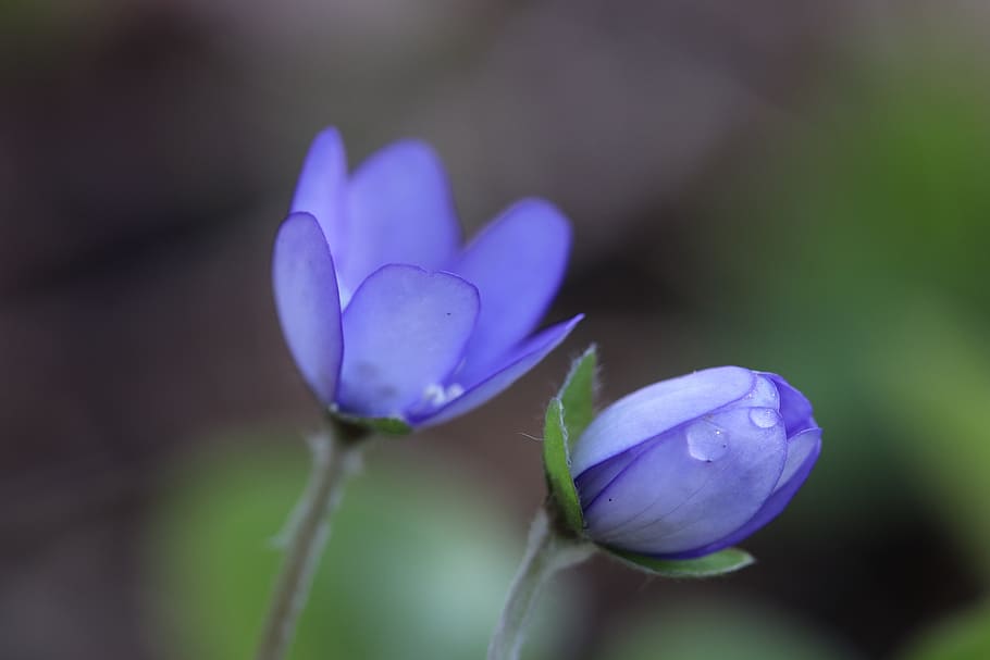 blåveis, may 2017, vestfold, flower, flowering plant, fragility HD wallpaper