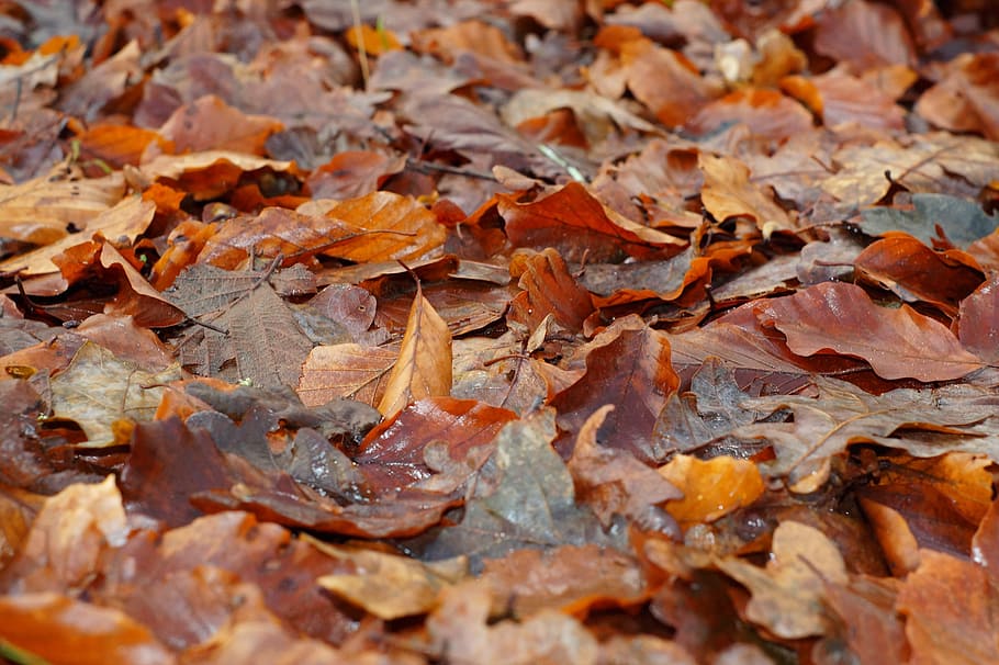 Leaves, Autumn, Forest Floor, full frame, backgrounds, rock - object HD wallpaper