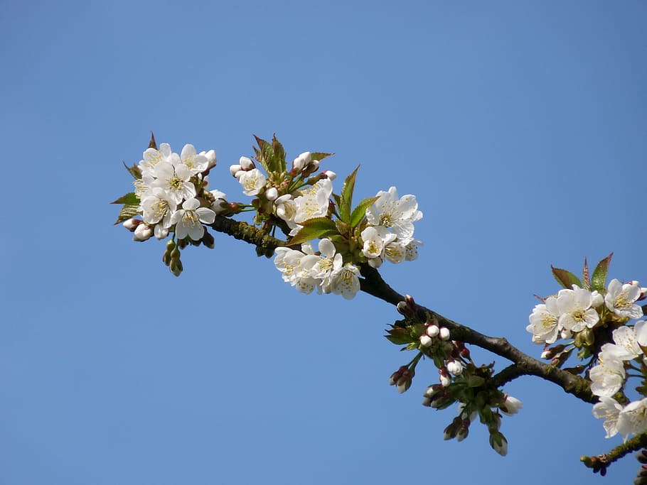 blossom, bloom, cherry, nature, cherry blossom, spring, pink HD wallpaper