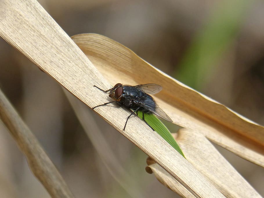 Fly, Leaf, American, Cane, Botfly, Detail, american cane, one animal HD wallpaper