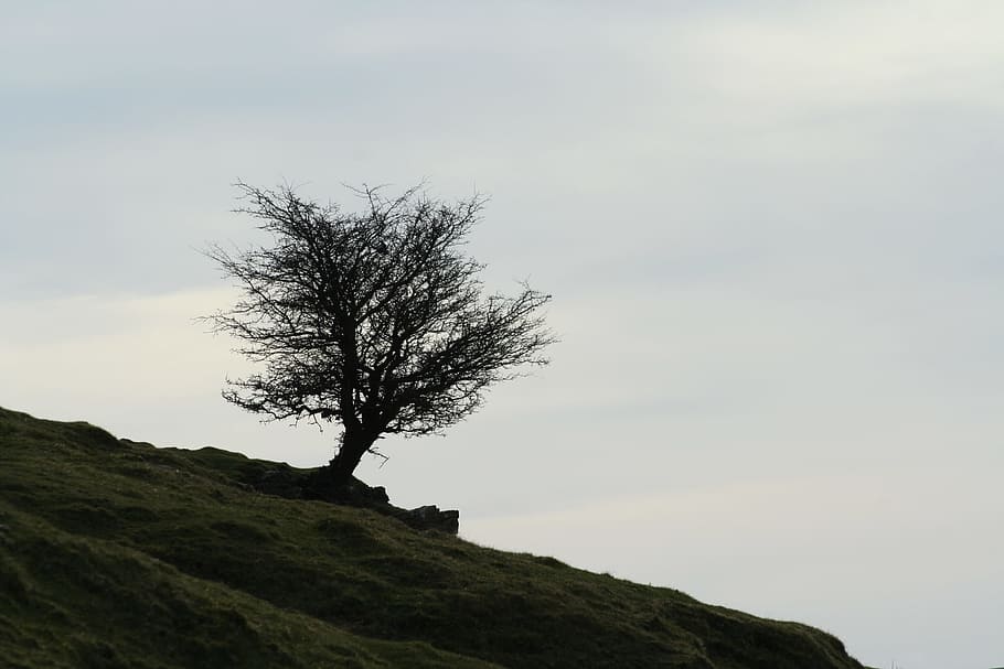 tree, hill, wales, landscape, sky, plant, tranquility, beauty in nature HD wallpaper