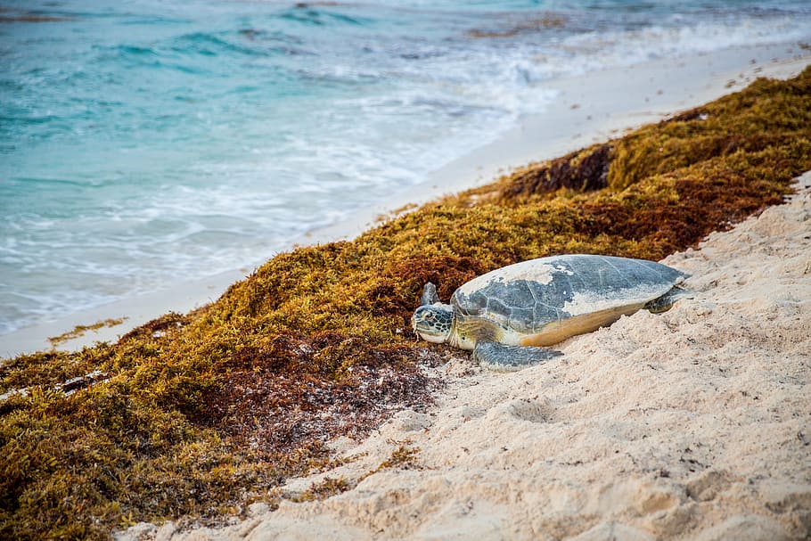 sea turtle, beach, ocean, water, seaweed, nature, marine, aquatic HD wallpaper