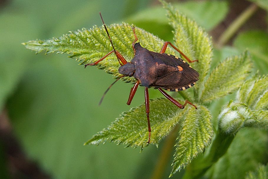 Bug, Insect, Macro, Foliage, Agrimony, green color, one animal HD wallpaper