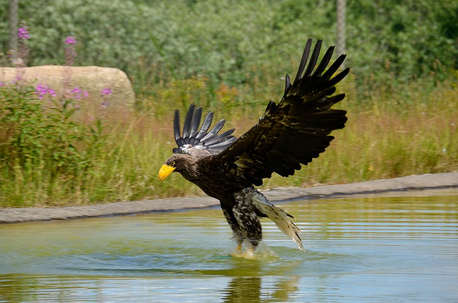 eagle, sea eagle, stellers eagle, bird, wildlife, beak, animal HD wallpaper