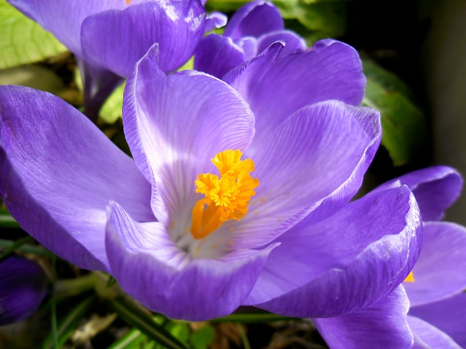 Crocus, Flowers, Spring, Nature, Plant, flora, purple, petal HD wallpaper