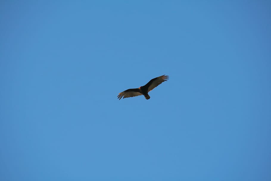Flight, Bird, Ave, Sky, Wings, Fly, flying, fauna, one animal HD wallpaper