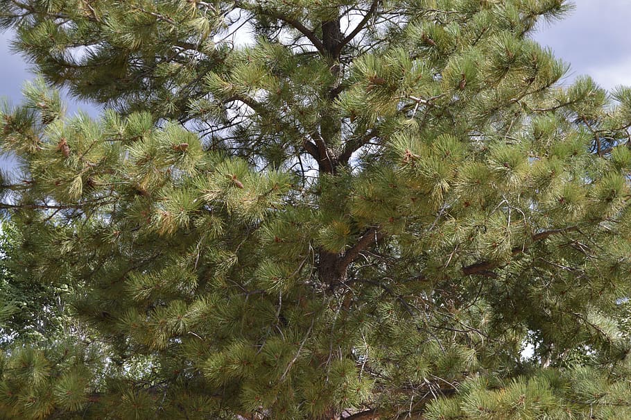 pine, evergreen tree, environment, nature, woods, plant, growth HD wallpaper