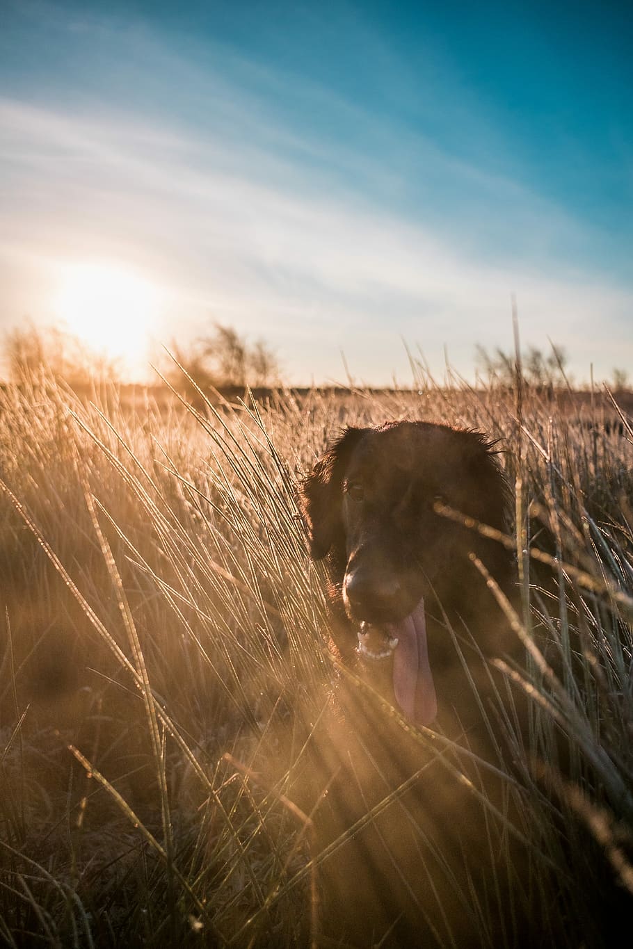 adult flat-coated retriever on grass during sunset, photo of dog in grass during daytime HD wallpaper