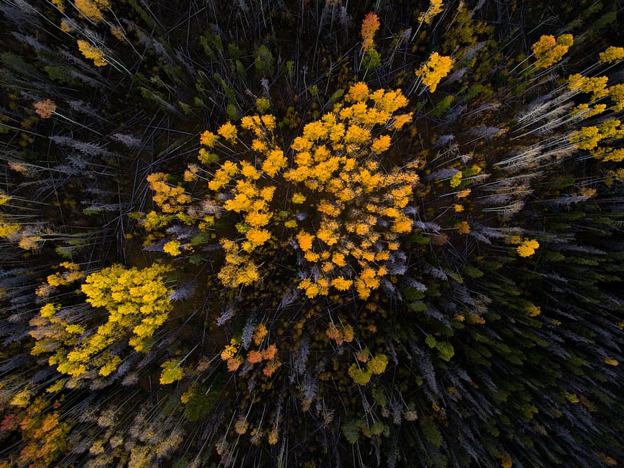 aerial photo of yellow petaled flowers, bright, close-up, color HD wallpaper