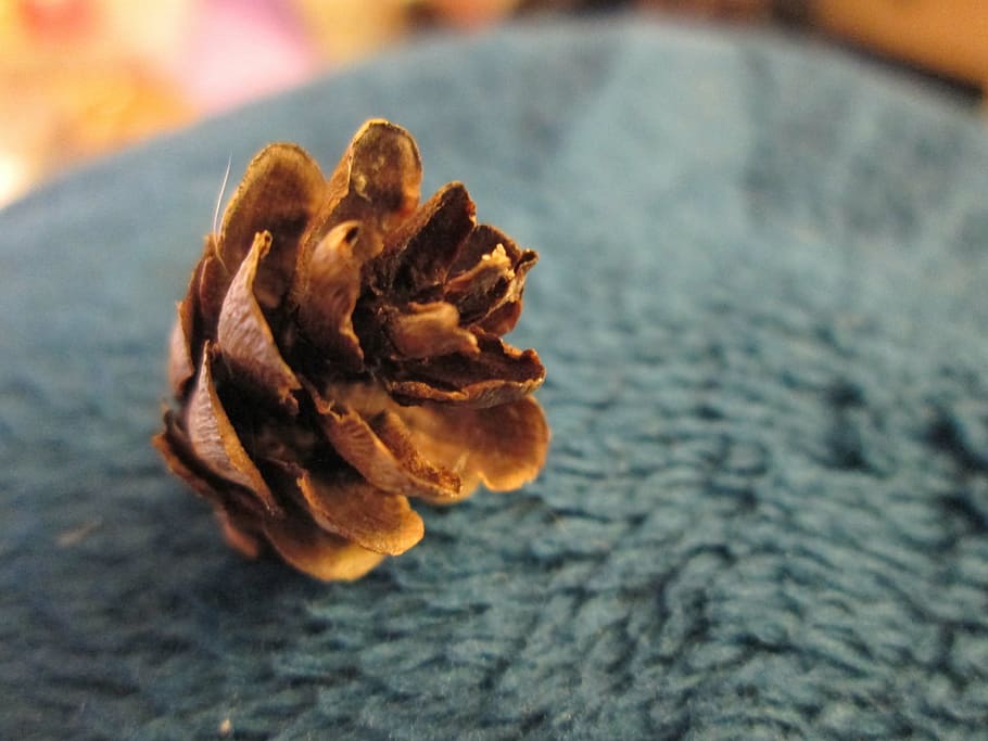 small, brown, winter, close-up, nature, season, pine Cone, autumn HD wallpaper