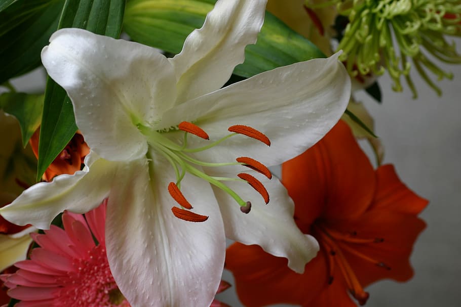 flowers, bouquet, close up, flowering plant, petal, vulnerability HD wallpaper