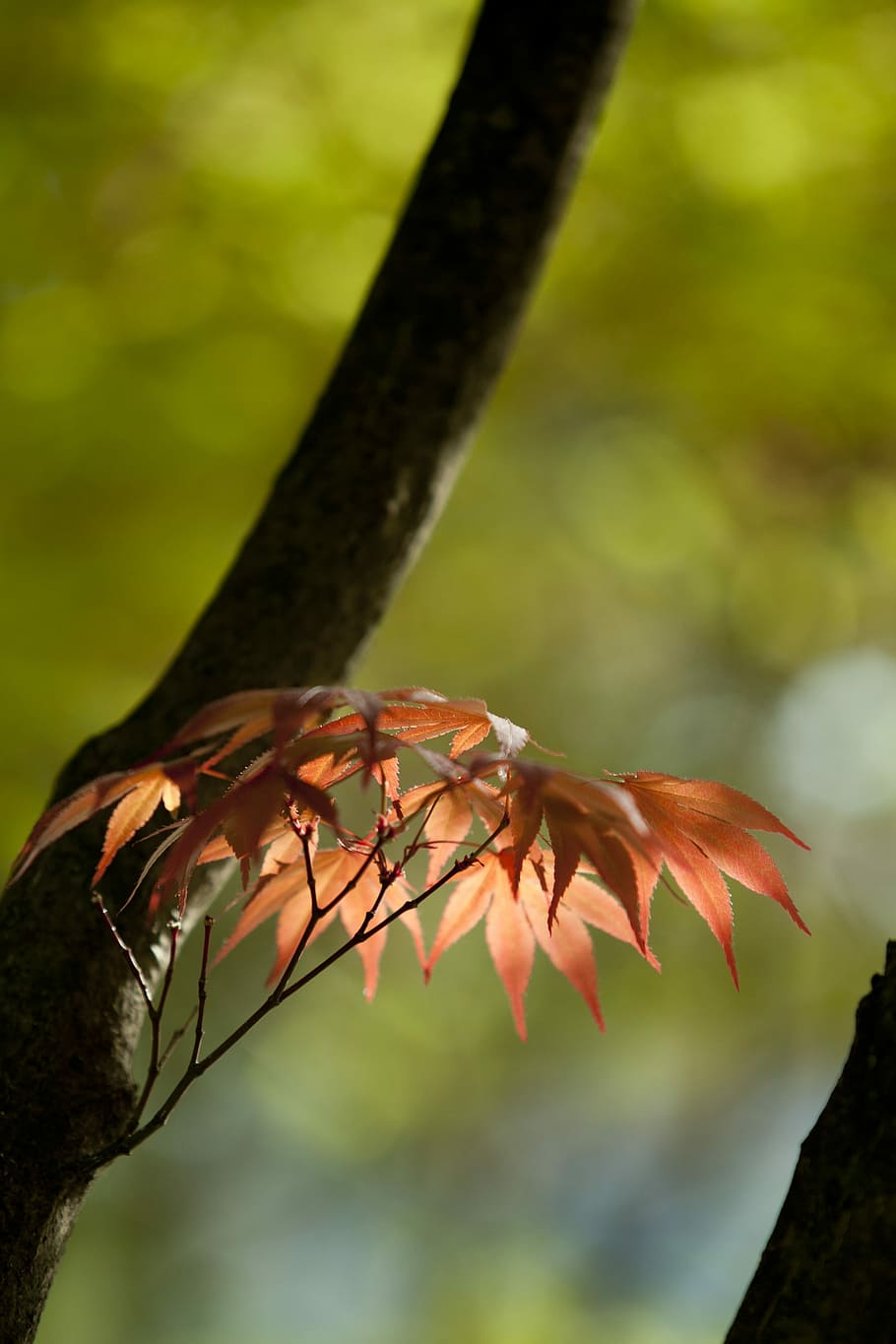 brown flowers, Nature, Wood, Backlight, Forest, the leaves HD wallpaper
