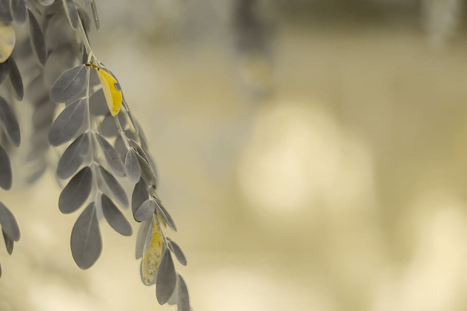 nature, landscape, fresh, leaf, growth, close-up, plant, focus on foreground HD wallpaper