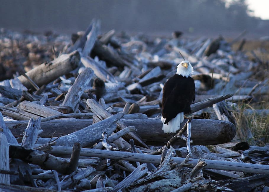 Eagle, Nature, Bird, Washington, America, island, twilight HD wallpaper