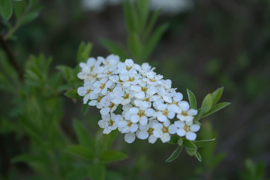 flower, white, bloom, nature, white flower, plant, spring, macro HD wallpaper