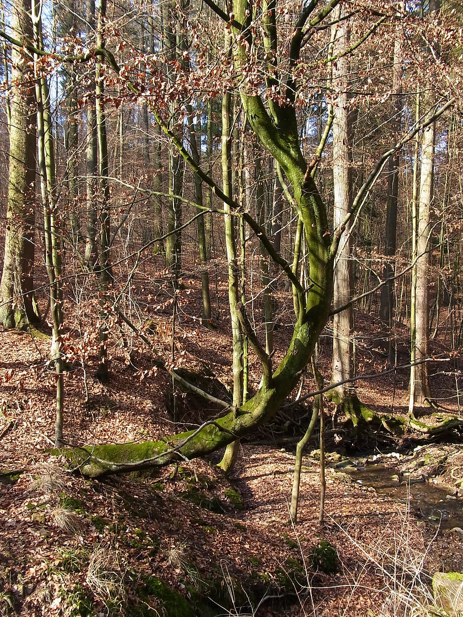 Tree, Forest, Nature, Sculpture, tree trunk, outdoors, no people HD wallpaper