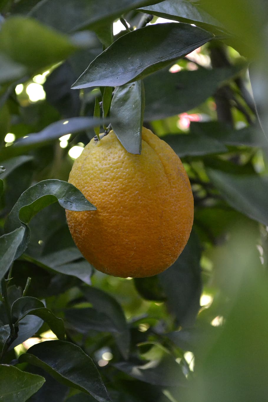 plants, fruit trees, orange, healthy eating, growth, food and drink HD wallpaper