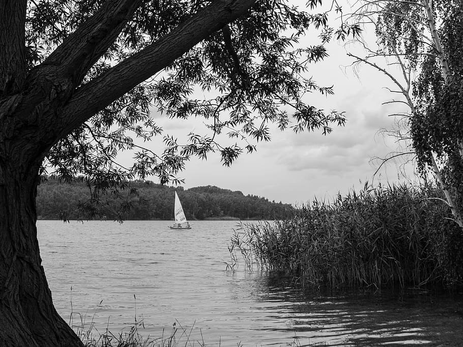 boot, lake, water, port, sailing boat, background, bank, reed HD wallpaper