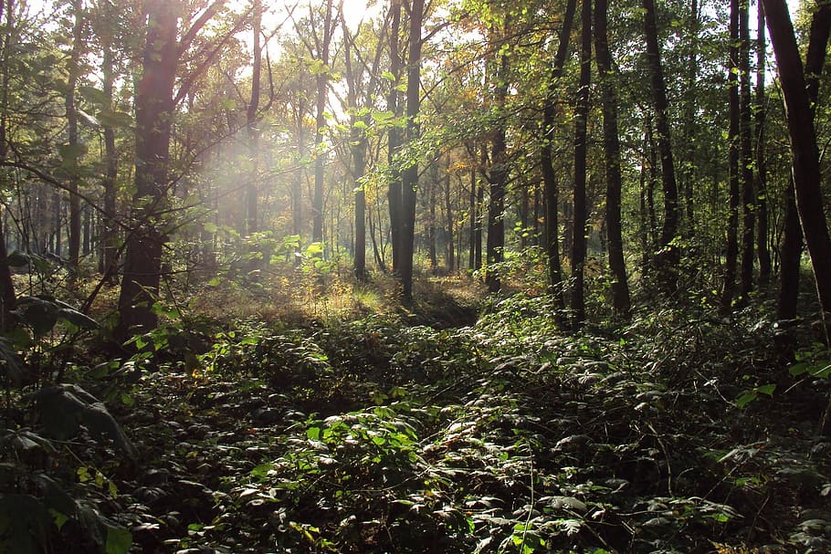 forest, nature, trees, autumn, sunlight, outdoors, woodland HD wallpaper