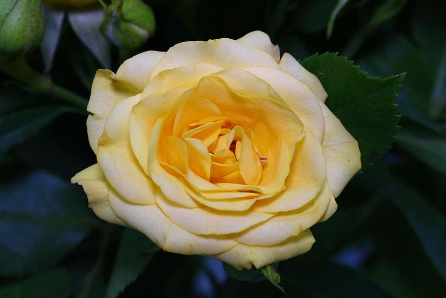 flower, rose, flora, leaf, nature, closeup, flowering plant HD wallpaper