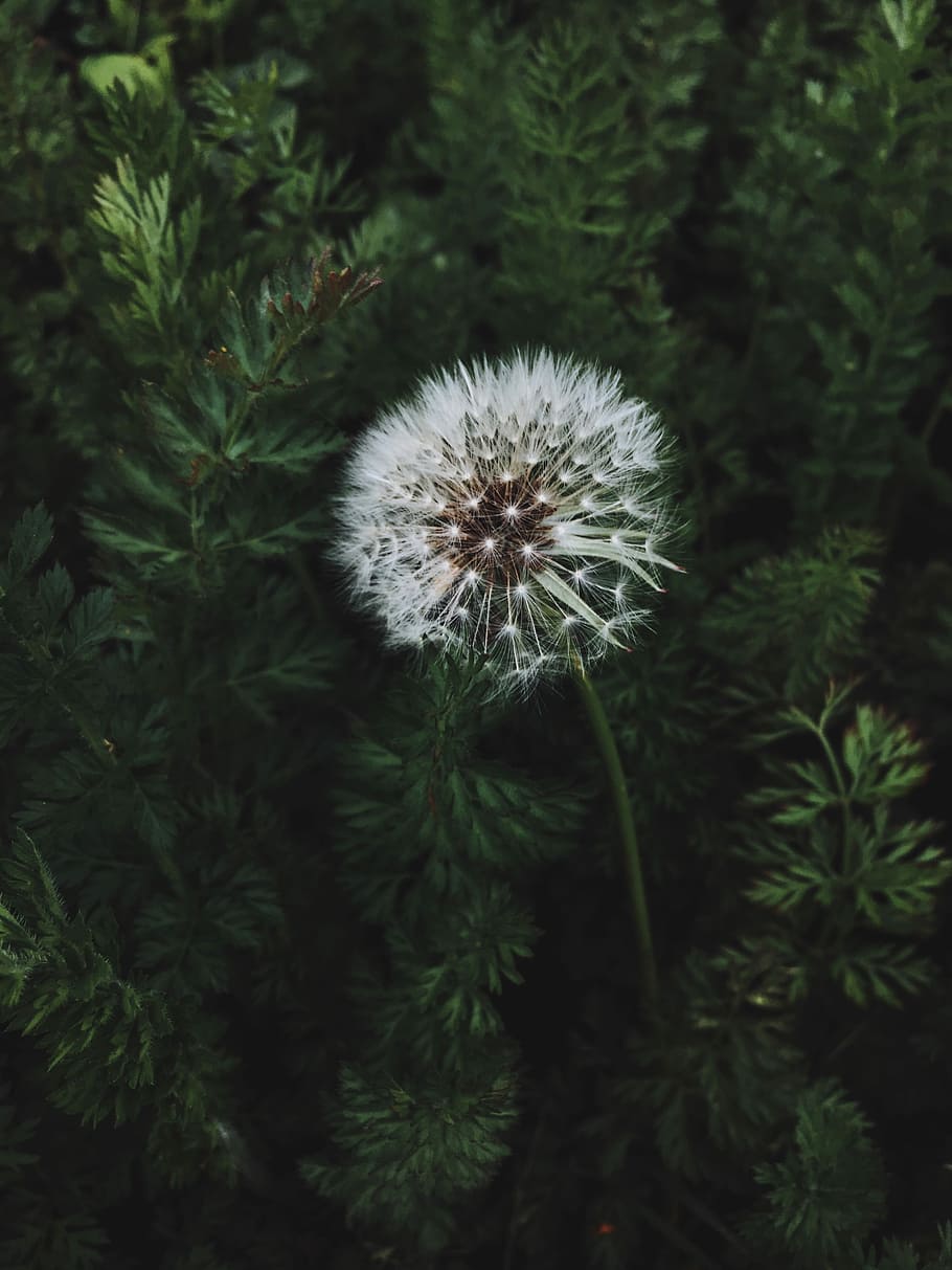 image contains close up photo of white dandelion, black, dandelions HD wallpaper