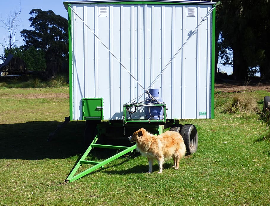Box, Rural, Tool, Guard Dog, rural tool, grass, animal, mammal HD wallpaper