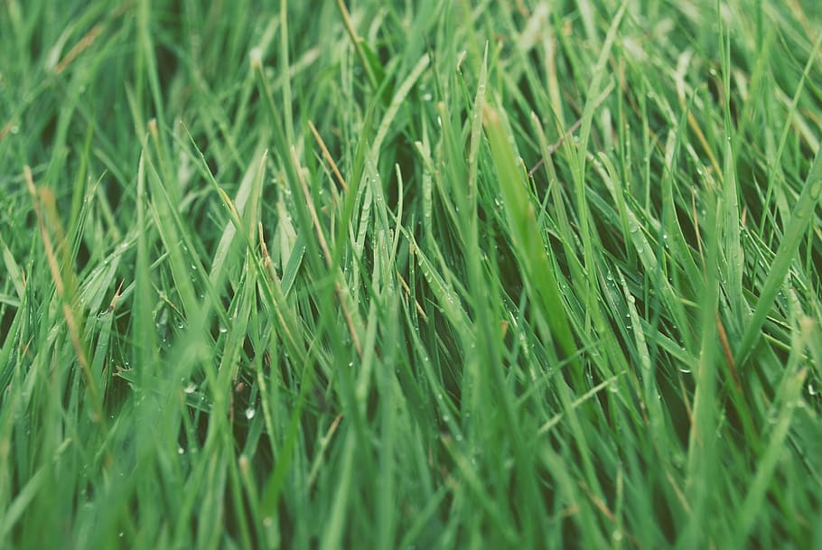 grass, lawn, green, lush, nature, meadow, growth, environment HD wallpaper