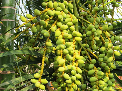 Date Palm, Palm Tree, phoenix dactylifera, dates, shimoga, india HD wallpaper