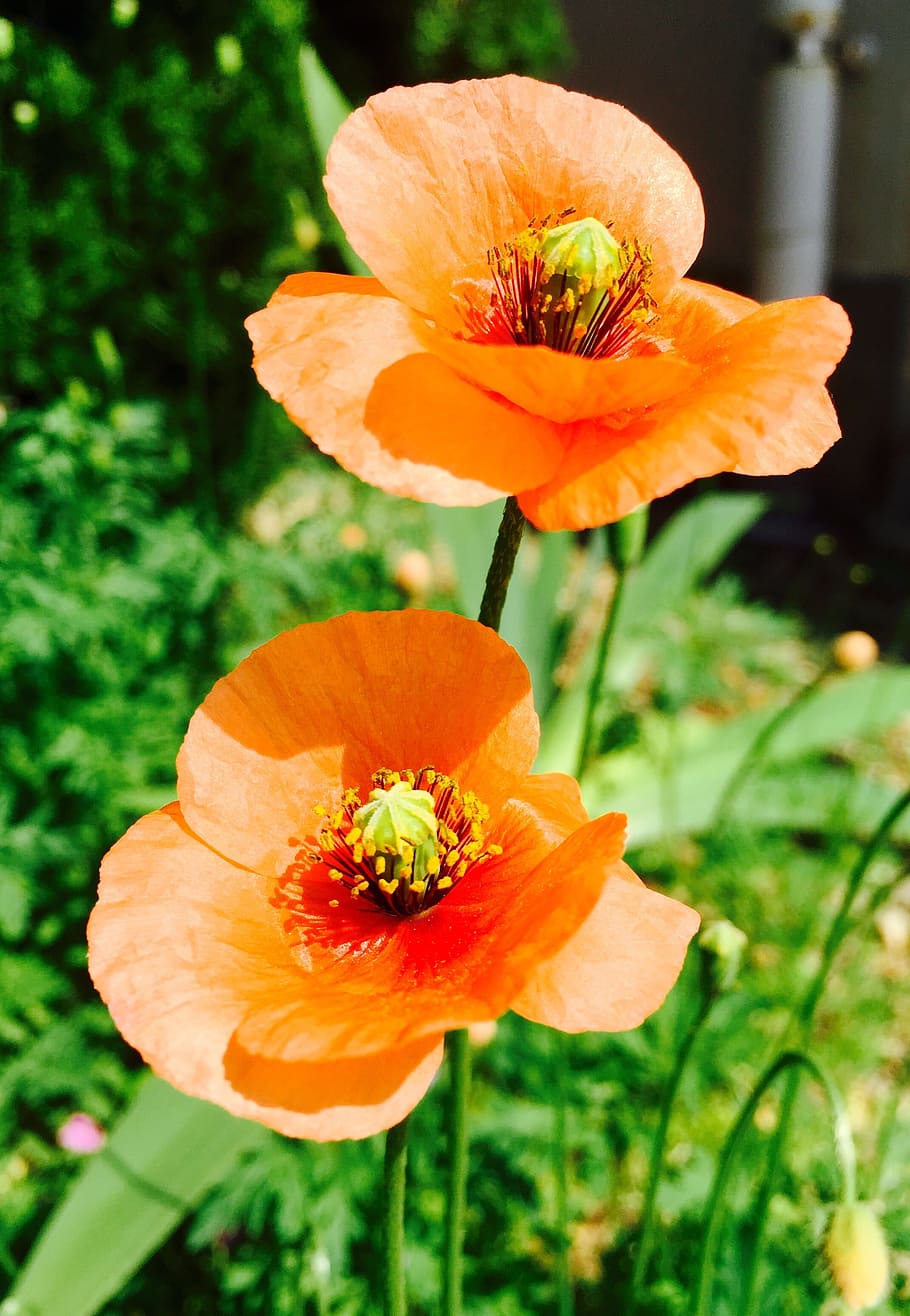 Nature, Garden, Spring, flower, plant, poppy, yellow, petal HD wallpaper