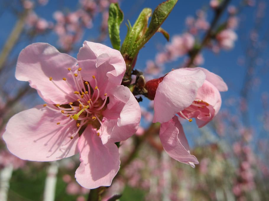 Spring, Flower, Tree, Branch, Blossom, pink, tree branches HD wallpaper
