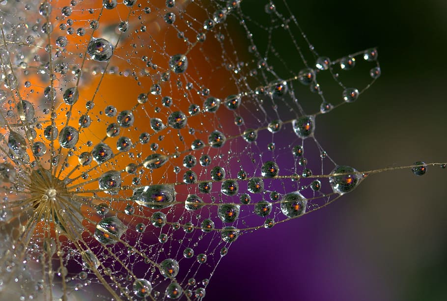 Dandelion, Macro, Drops, Water, Plant, wet, coloring, spider Web HD wallpaper