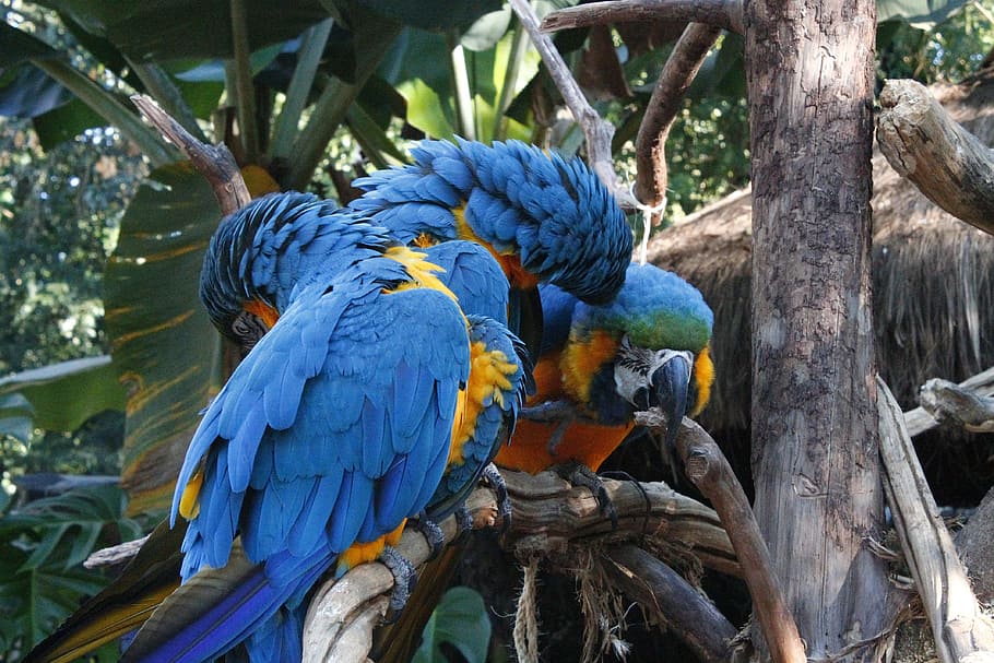 Online crop | HD wallpaper: macaws, blue, triangle, amorous, parrot ...